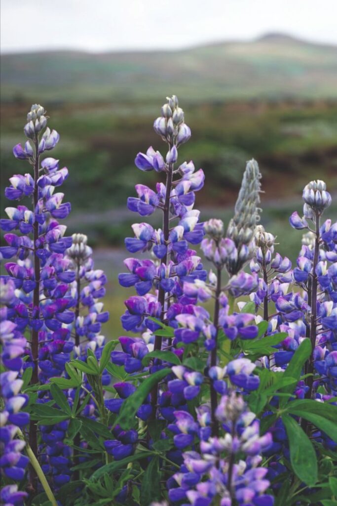 Lupine Flowers