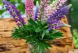 Lupine Flowers