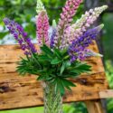 Lupine Flowers