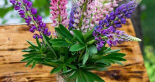 Lupine Flowers