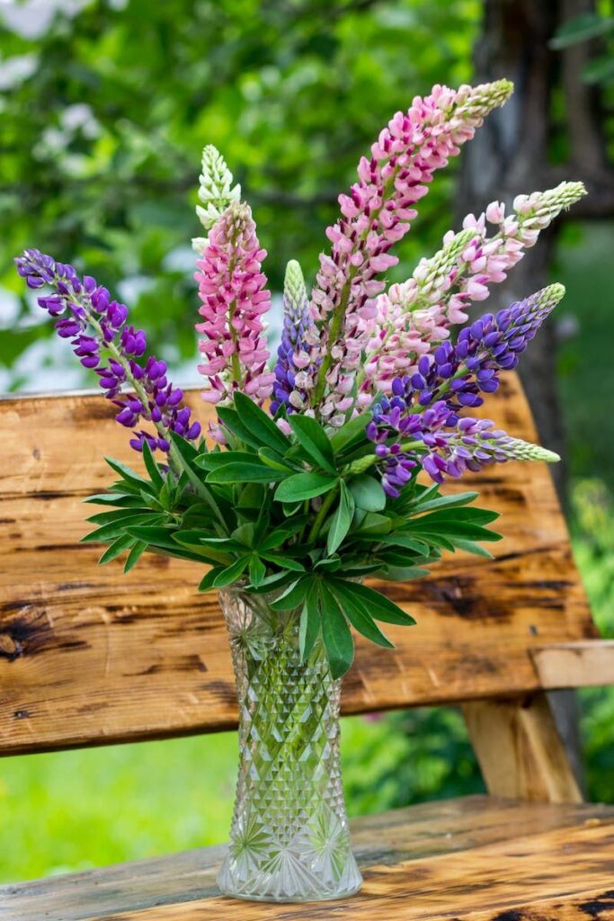 Lupine Flowers