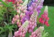 Lupine Flowers