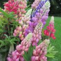 Lupine Flowers