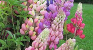 Lupine Flowers