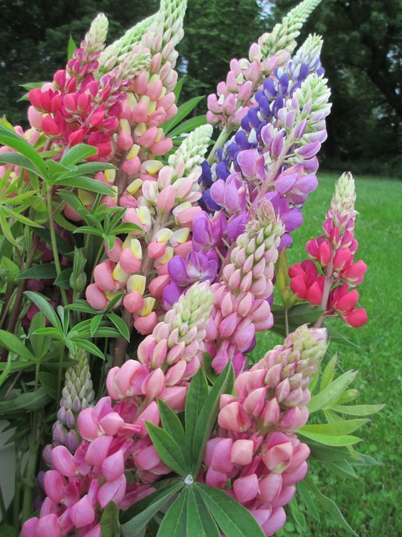 Lupine Flowers The Vibrant Beauty of Lupine Blooms