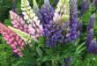 Lupine Flowers