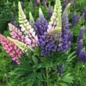 Lupine Flowers