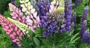 Lupine Flowers