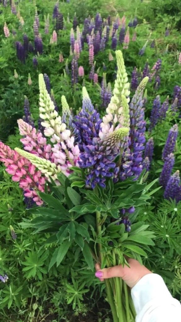 Lupine Flowers