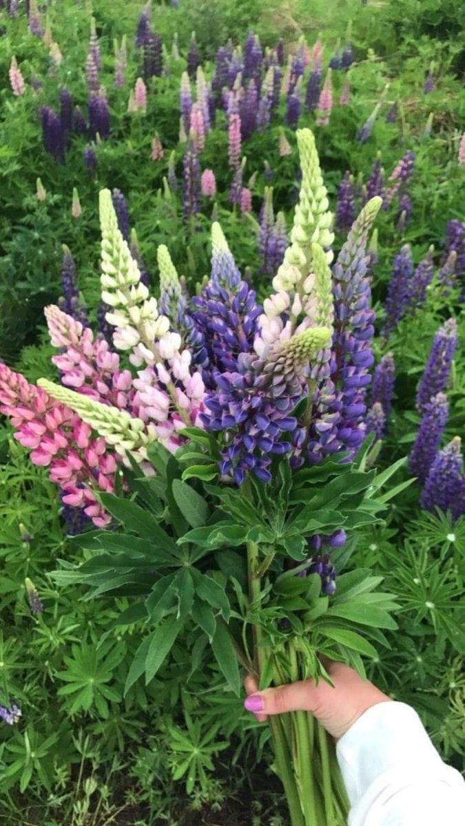 Lupine Flowers The Vibrant Blooms of Nature’s Lupine Plants