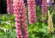 Lupine Flowers