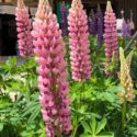 Lupine Flowers