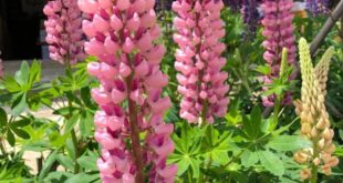 Lupine Flowers