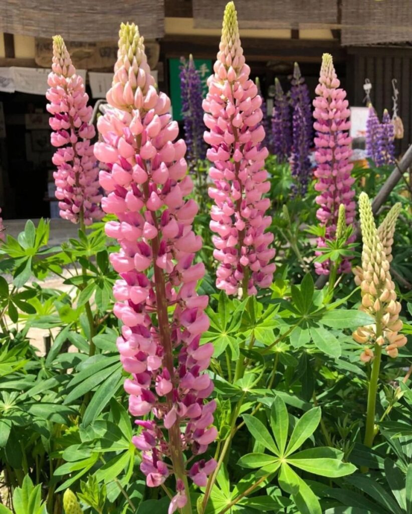 Lupine Flowers