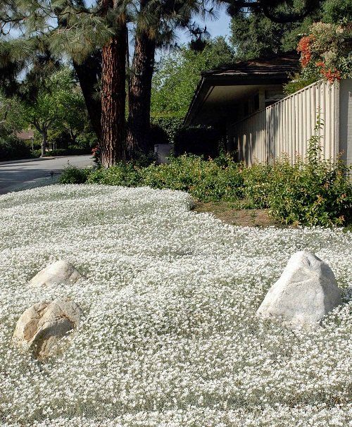 No Grass Backyard Transform Your Outdoor Space Into a Lush Green Oasis