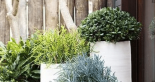 Outdoor Planter Ideas