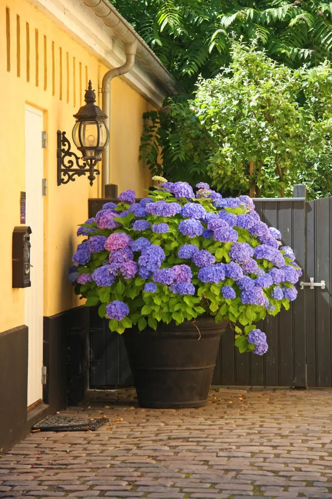 Outdoor Planters How to Add Greenery to Your Outdoor Space with Stylish Pots and Containers