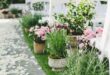 Outdoor Potted Plants