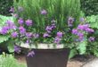 Outdoor Potted Plants