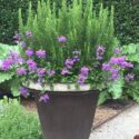 Outdoor Potted Plants