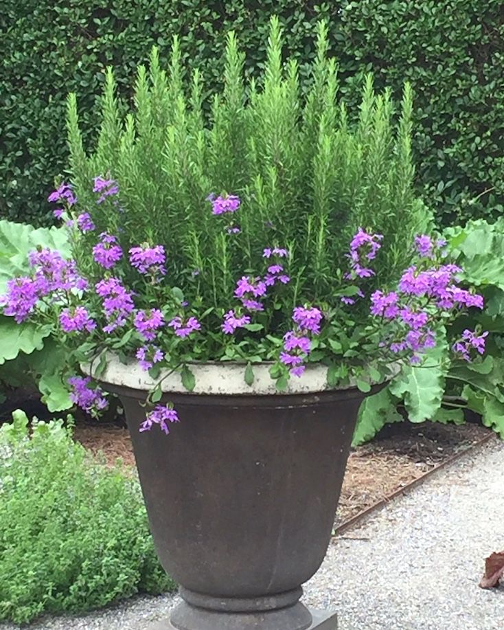 Outdoor Potted Plants