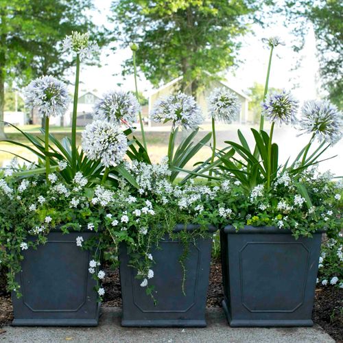 Outdoor Potted Plants