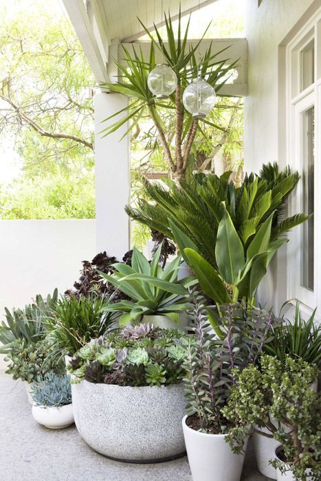 Outdoor Potted Plants