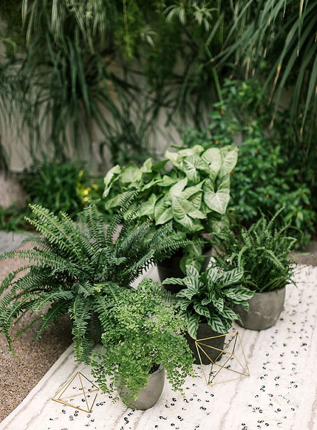 Outdoor Potted Plants The Perfect Addition to Your Outdoor Space