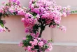 Patio Flowers