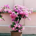 Patio Flowers