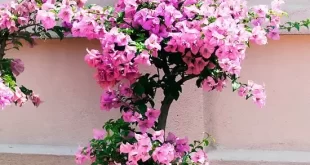 Patio Flowers