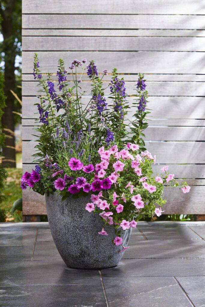 Patio Flowers