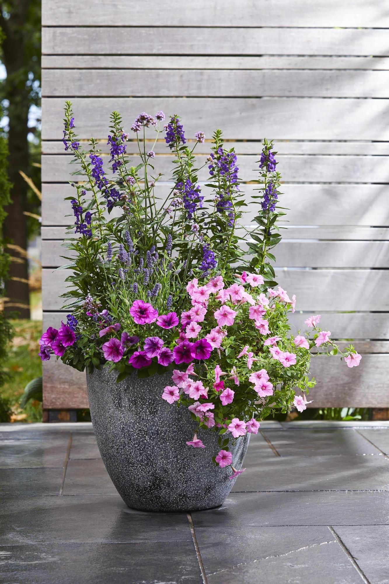 Patio Flowers Bring Color and Beauty to Outdoor Spaces