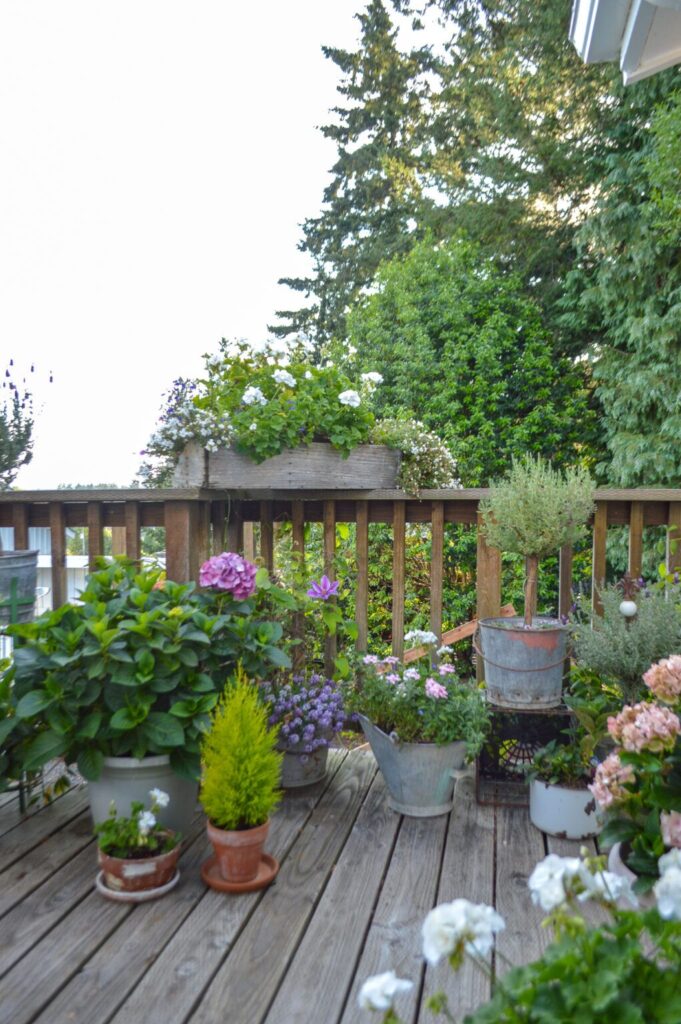 Patio Flowers