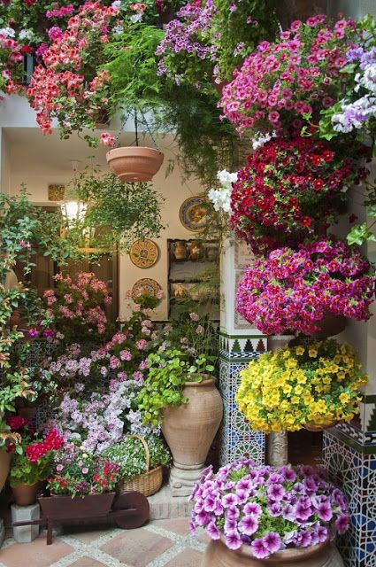 Patio Flowers How to Create a Vibrant Outdoor Oasis with Beautiful Blooms