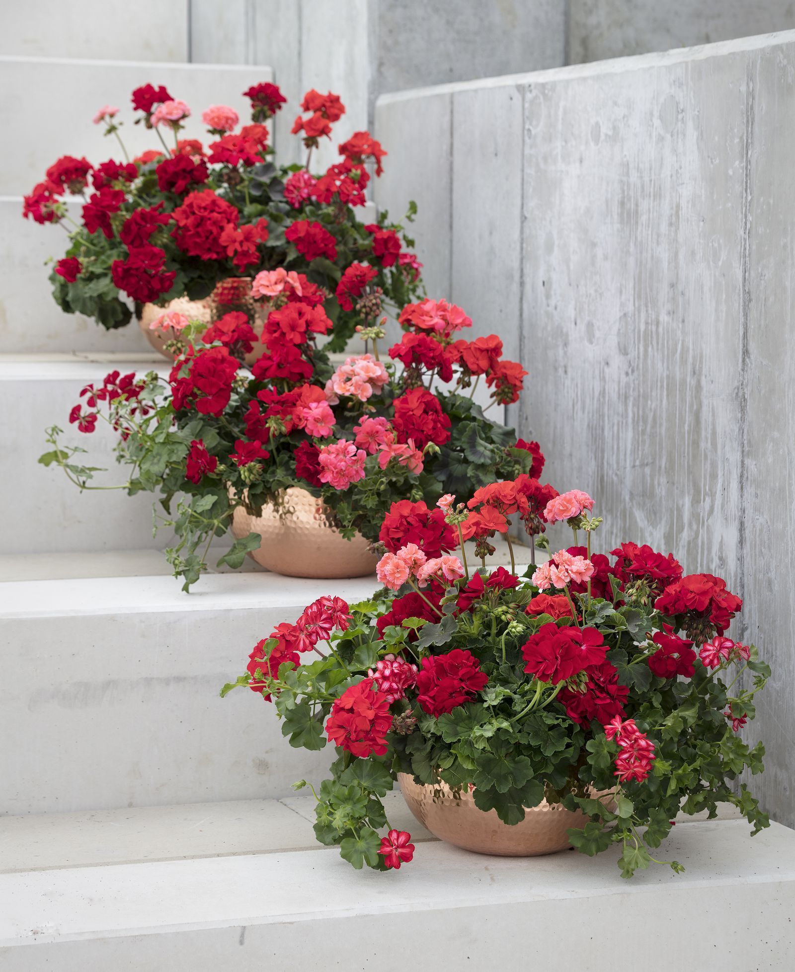 Patio Flowers Tips for a Beautiful Outdoor Space
