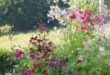 Patio Flowers