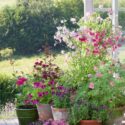 Patio Flowers