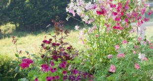 Patio Flowers