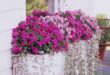 Patio Flowers