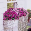 Patio Flowers