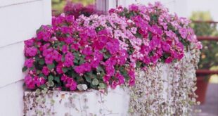 Patio Flowers