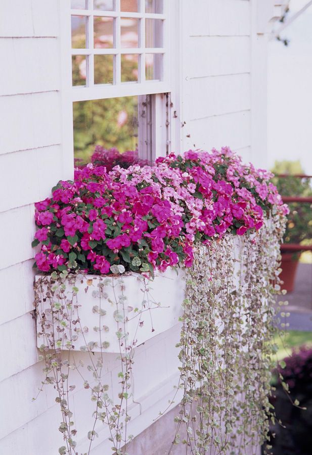 Patio Flowers