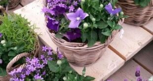 Patio Flowers