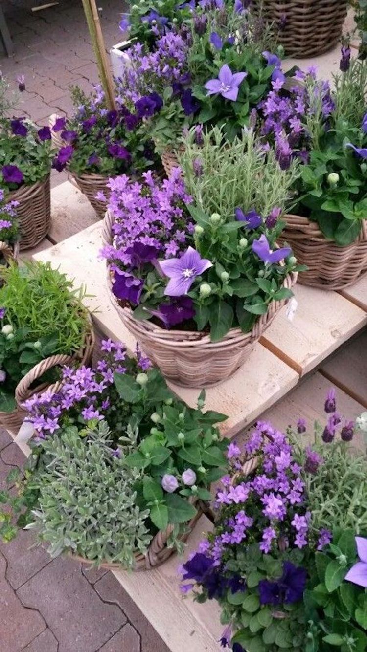 Patio Flowers Best Flowers for Your Outdoor Space