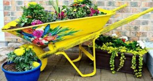 Patio Planter Ideas