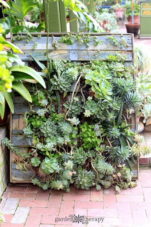 Patio Planter Ideas