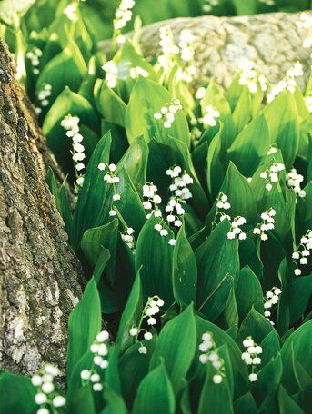 Perennial Flowers