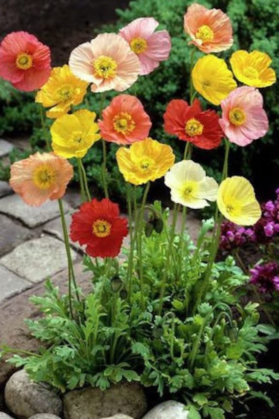 Perennial Flowers Top Ten Long-Lasting Bloomers for Your Garden