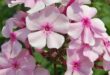 Phlox Flower Perennial Plant